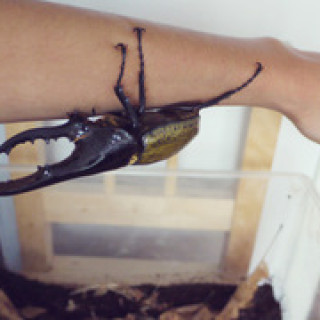 Hercules beetle!