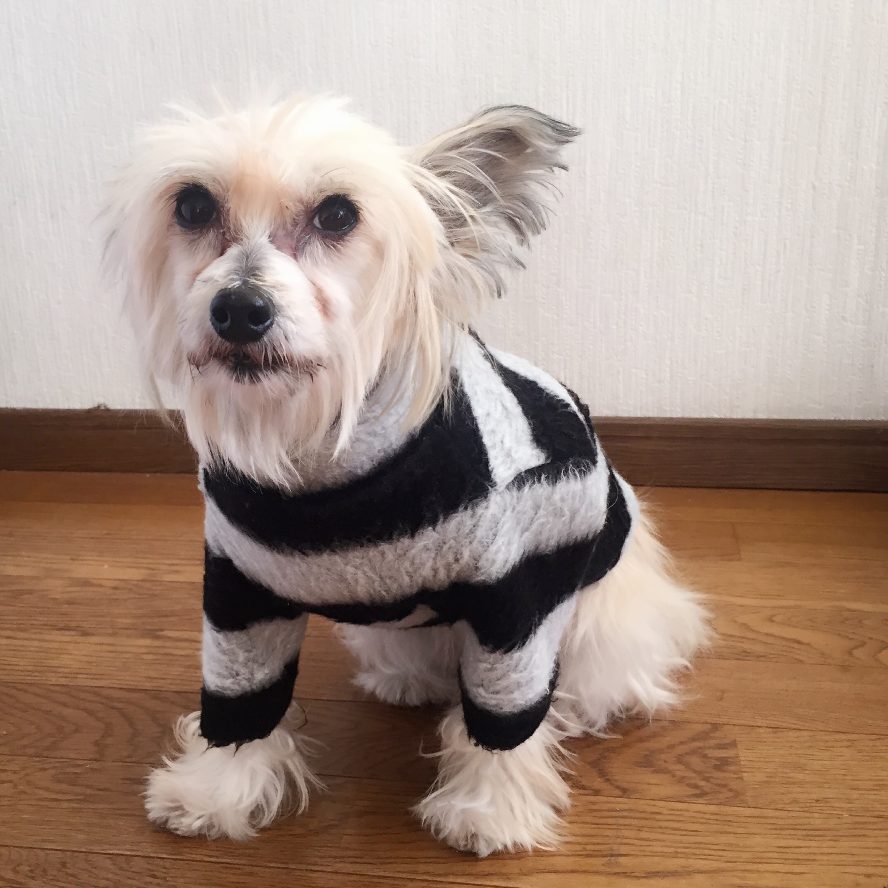 Striped T-shirt